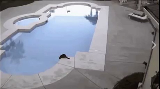 Quand un chat décide de faire baigner un autre chat dans la piscine. À mourir de rire !