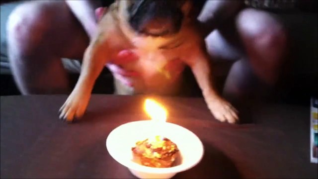 Ce chien va souffler ses bougies d'anniversaire. Trop mignon