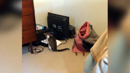 Ce chat est hypnotisé par l'imprimante