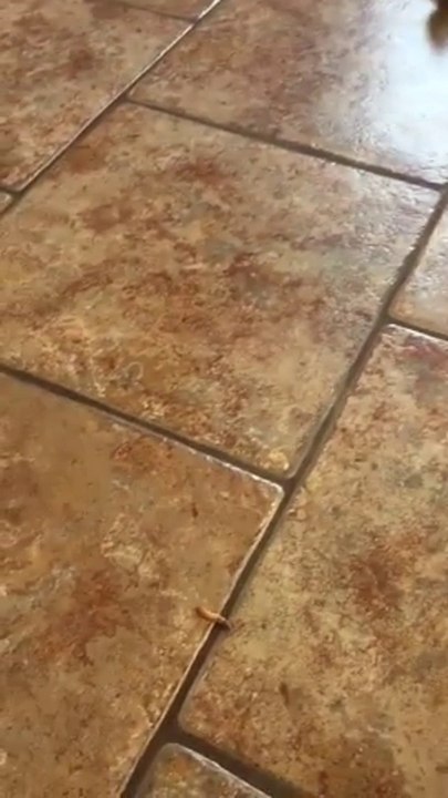 Ce lézard est en galère sur le carrelage... Le pauvre