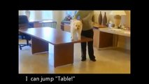 funny videos - FUNNY DOG HOT VIDEOS Animal Funny Video 2013