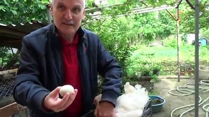 www ereglionder com tr ismet koc eregli yesil yumurta tavuk