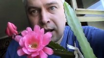 У меня цветёт розовый кактус в доме на окне летом