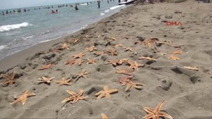 Tekirdağ'da Yüzlerce Deniz Yıldızı Ölü Olarak Karaya Vurdu