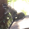 A raccoon mum teaches her baby how to climb trees