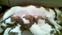 Canil OBeagle - Filhotes Beagles Bicolores 19 dias - mamando