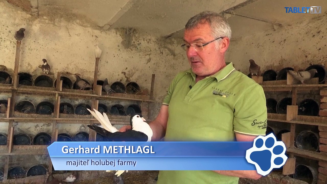 Holuby chované pre reštaurácie žijú na statku v Rakúsku