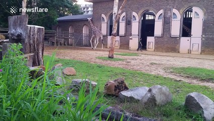 Naughty giraffe at London Zoo finally agrees to go to bed