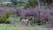 Lions hunt and kill buffalo at national park