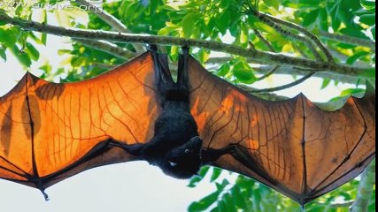 10 Abnormally Large Animals That Really Exist