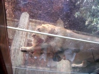 Lion Eating at the MGM Grand