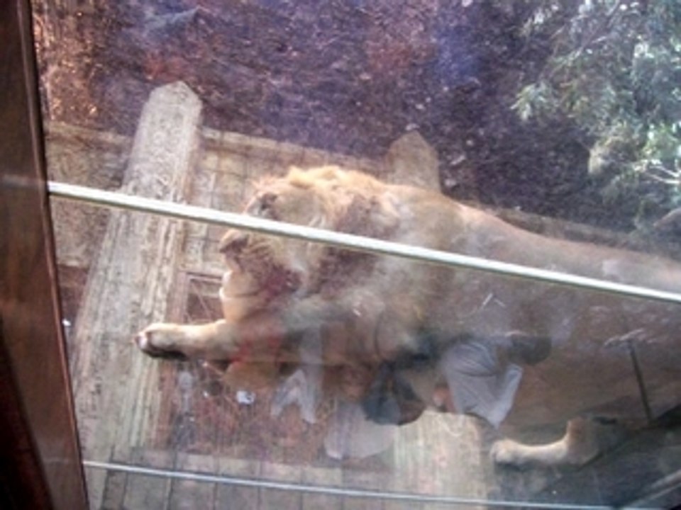 Lion Eating at the MGM Grand