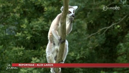 Animaux : Découverte des lémuriens de Madagascar (Vendée)