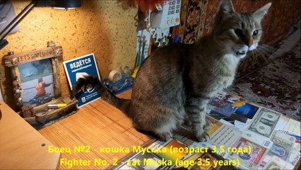 Васька и Муська и их бои без правил