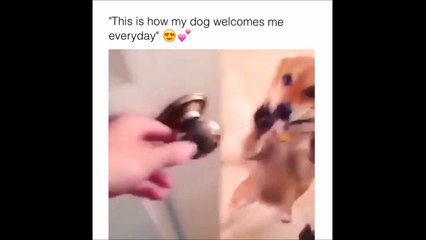 Ce chien accueille son maitre comme il se doit