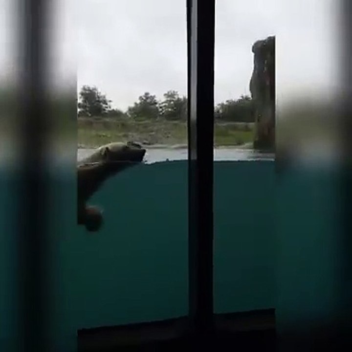 S'amuser avec un ours polaire dans un zoo