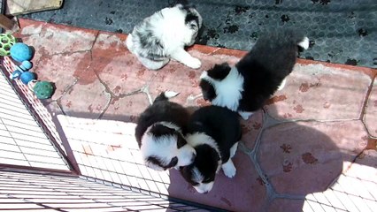 Mafalda's - Cachorros  Star & Wind 19 Junio 2016