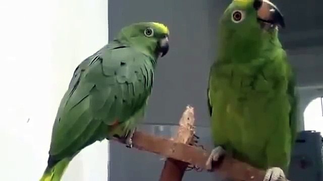 Два попугая пародируют пьяных людей. Смеялся до слёз!