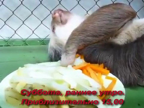 Суббота, раннее утро, около 15ч. .00мин.