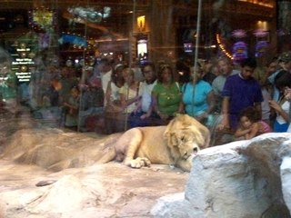 Lion Nibbling at the MGM Grand