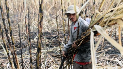 El Salvador's sugarcane workers and their silent killer - The Cure