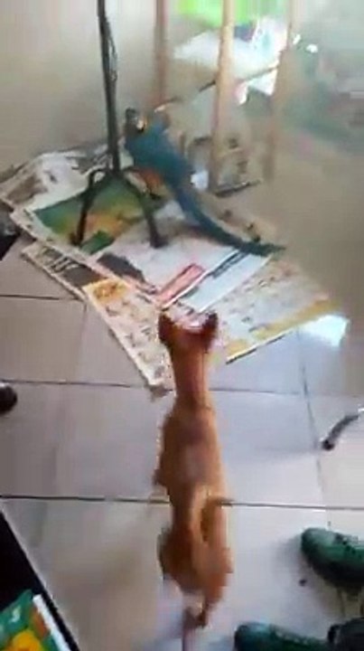 ARA MACAW PAPAĞANI ZUZU KÖPEK TARÇIN'I KOVALIYOR