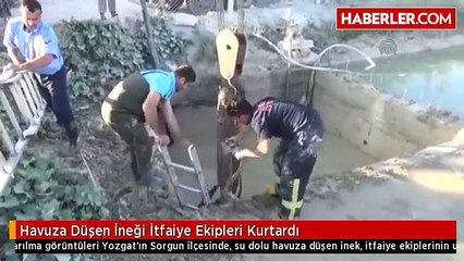 Havuza Düşen İneği İtfaiye Ekipleri Kurtardı