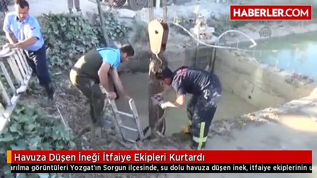 Havuza Düşen İneği İtfaiye Ekipleri Kurtardı