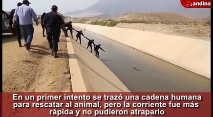 Des policiers forment une chaîne humaine pour sauver un chien d'un canal.