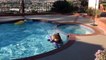 un ours s'incruste dans une piscine (video drole)