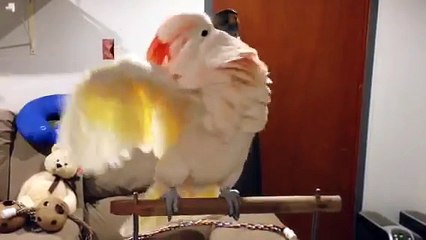 Ce perroquet est furieux parce que son maître lui a taillé les ongles. Regardez comment il se plaint !