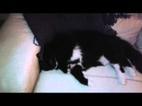 Sleeping Cat 'Runs' for His Life