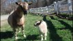 Baby Goat Nails the Art of Walking