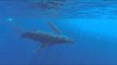 Humpback Whale Noises Recorded Off Hawaiian Coast