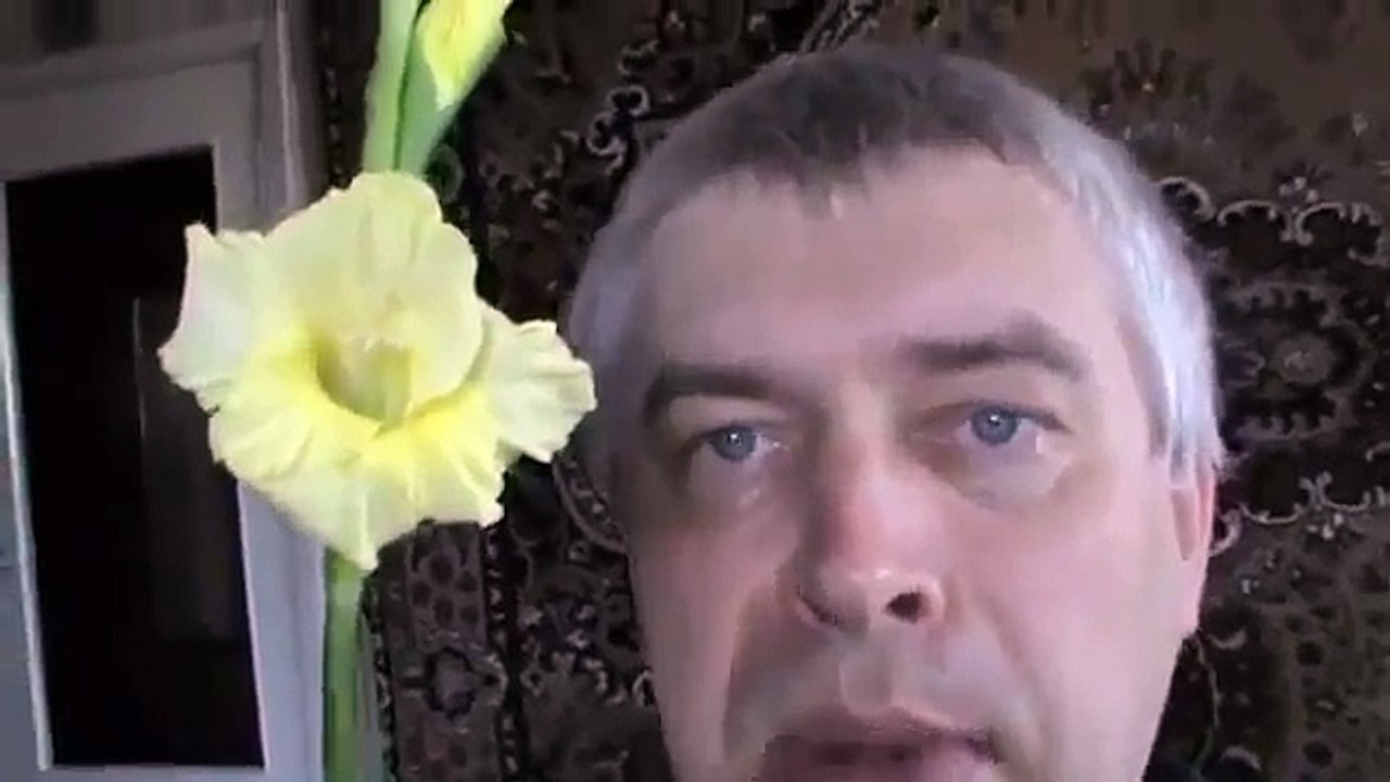 Цветёт в квартире на подоконнике в горшке лимонный гладиолус