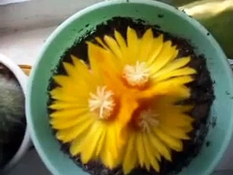 Цветёт кактус три жёлтые цветки у кактуса у меня
