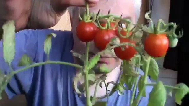 Видео прикол про помидор томат в горшке