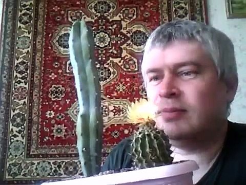 Мои кактусы жёлтый кактус цветёт