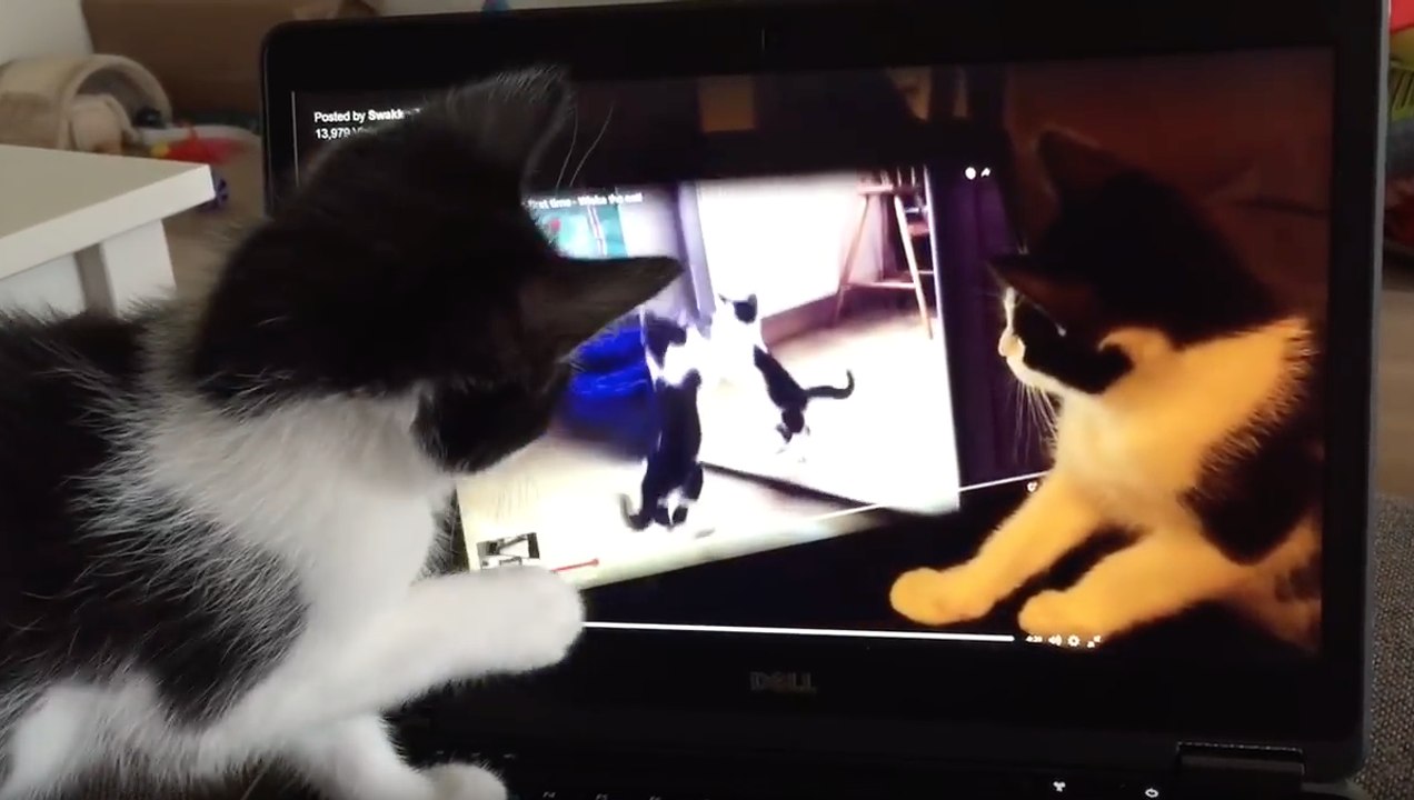 Confus, un chat se regarde en train de jouer dans une vidéo dans laquelle il s'attaque lui-même !