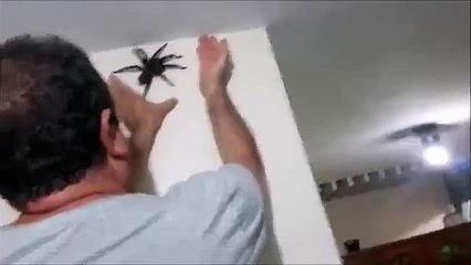 Il cherche à attraper une énorme mygale
