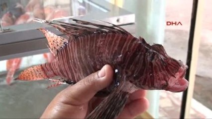 Gazipaşa'da Zehirli Aslan Balığı Yakalandı