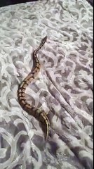 Ball python on a fleece throw