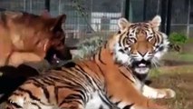 Tiger And Dog Become Close Friends