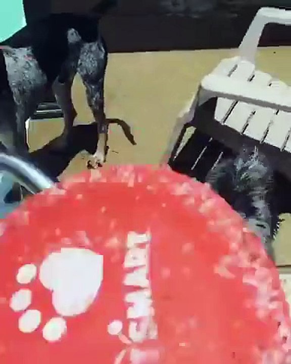 Chiens s'amusent à sauter dans la piscine