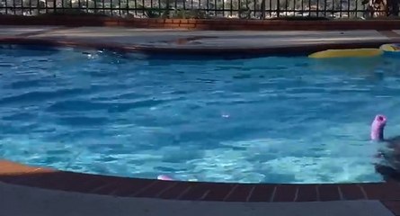 Un ours s'amuse dans sa piscine