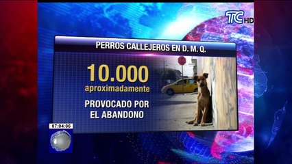 Campaña de donación de alimentos para mascotas abandonadas