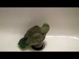 This Cute Parrotlet Really Enjoys a Shower