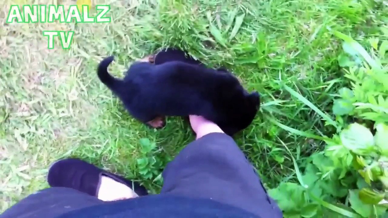 Best of Cats Meeting Puppies For The First Time in 2016