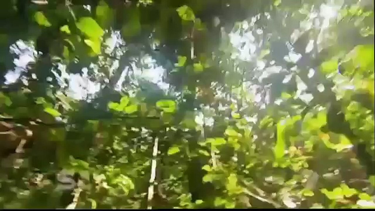 Tribes of Africa Rituals and Ceremonies Congo Basin Documentary