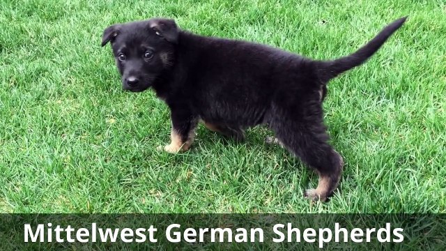 Julie Martinez Mittelwest German Shepherd Practicing Tricks